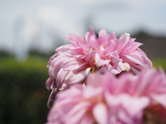 グレースローズ