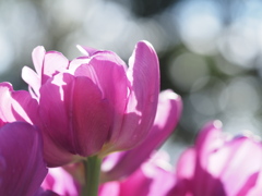 アイスチューリップ