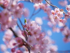 修善寺寒桜