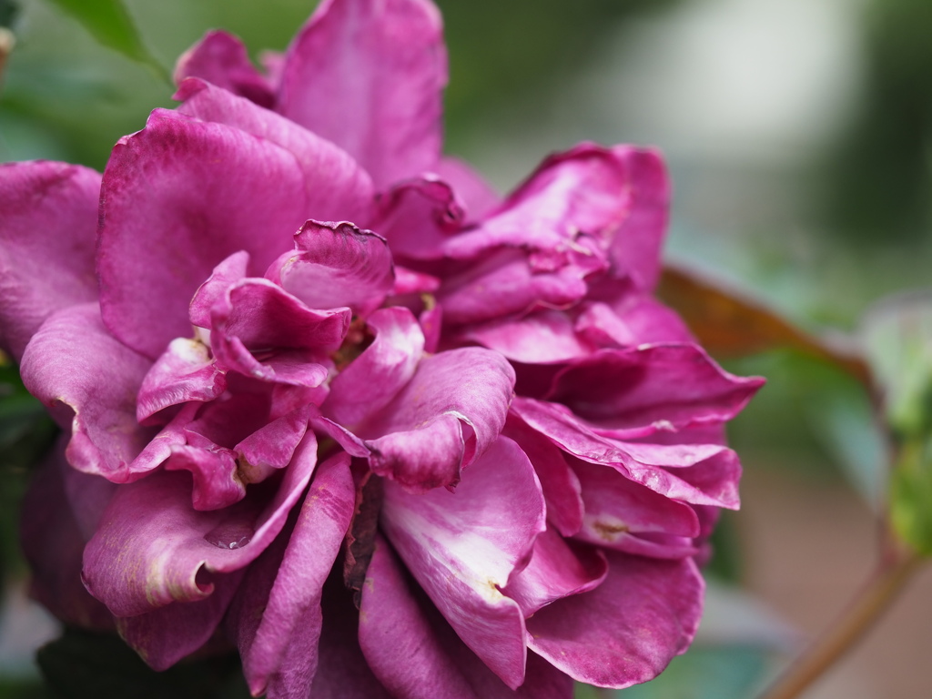 インテューリーグ