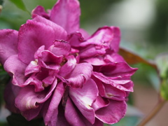 インテューリーグ