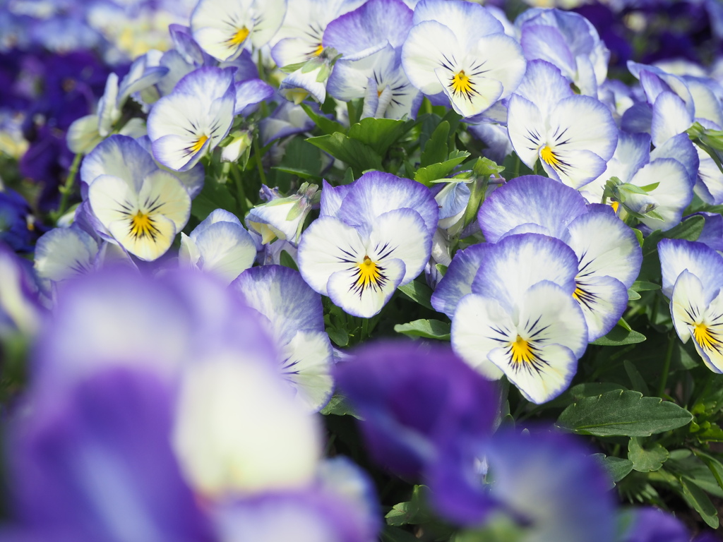スミレの花咲く頃