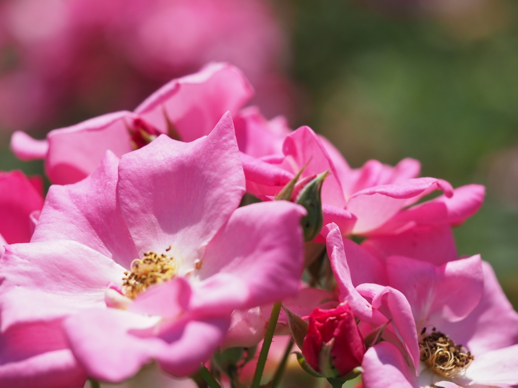 カウンテイフェア