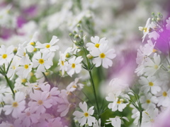花園