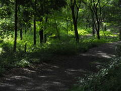 木漏れ日の散策路