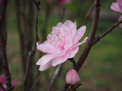 薄桃色に色づいて