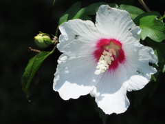 日の強さが影作り