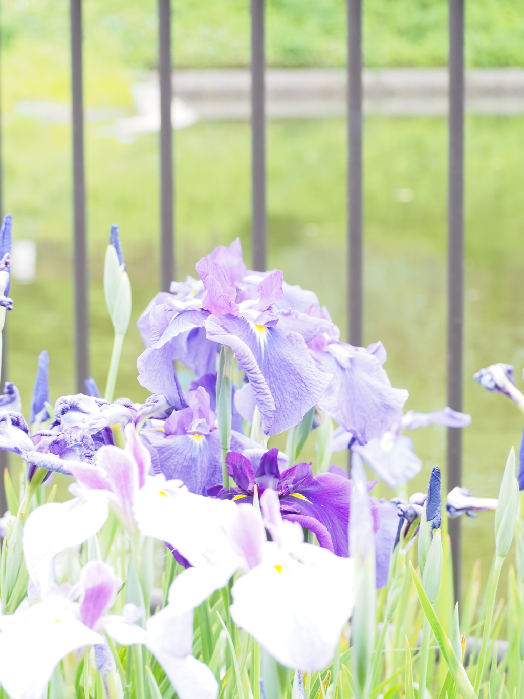 花菖蒲
