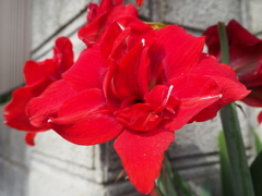 レッドダイヤモンド