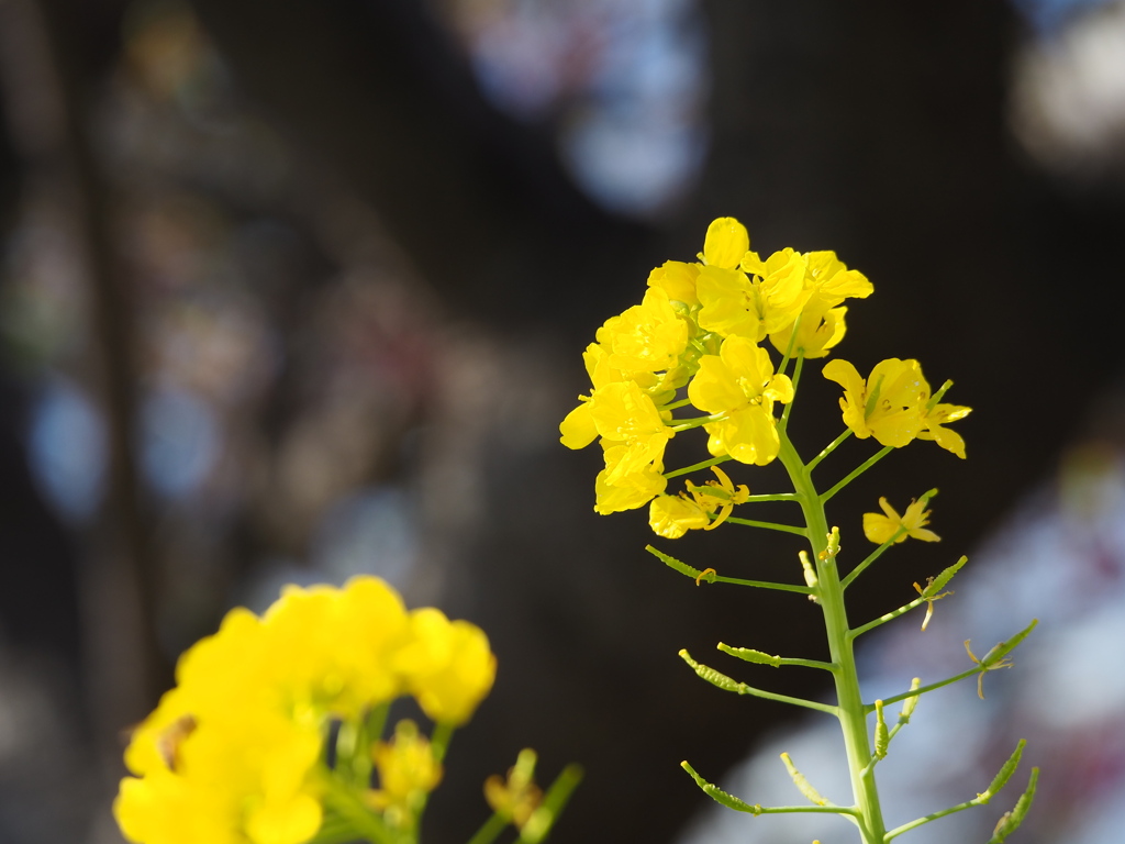 菜の花で春を感じて