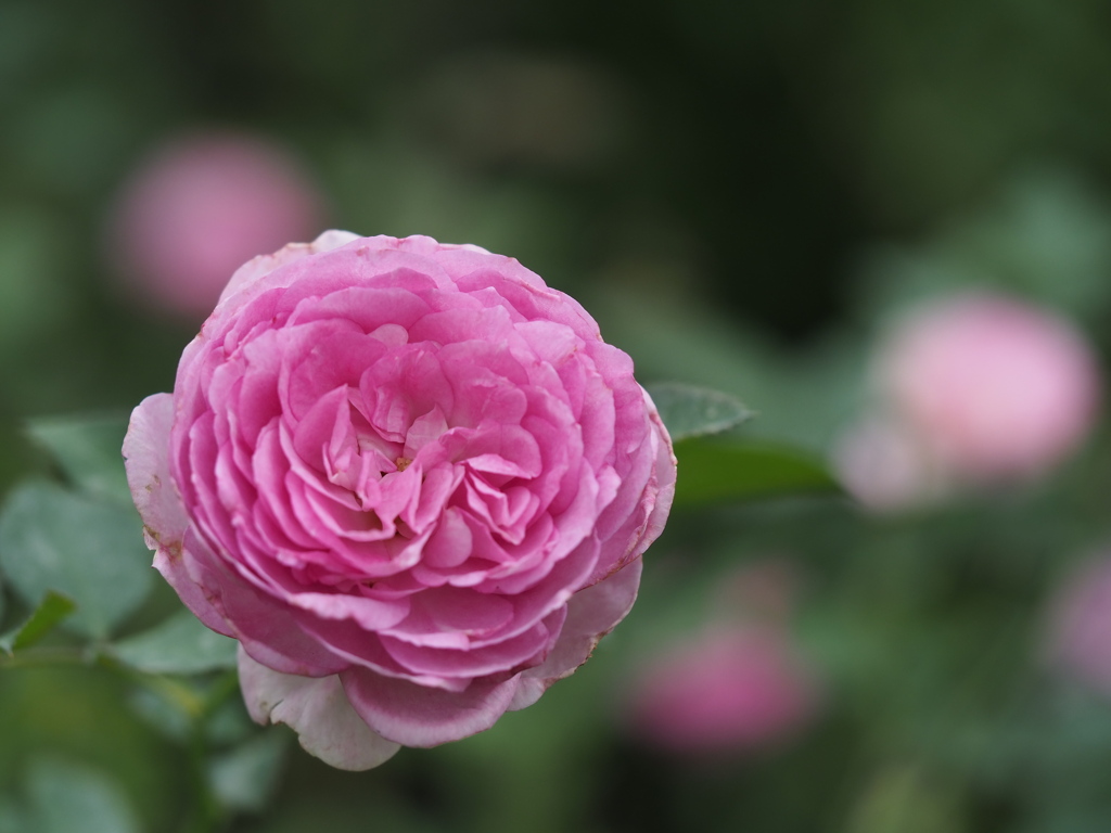 マリーアントワネット