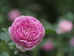 マリーアントワネット