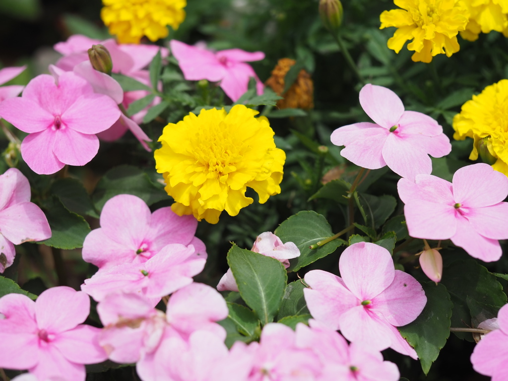 ピンクのなかの黄色