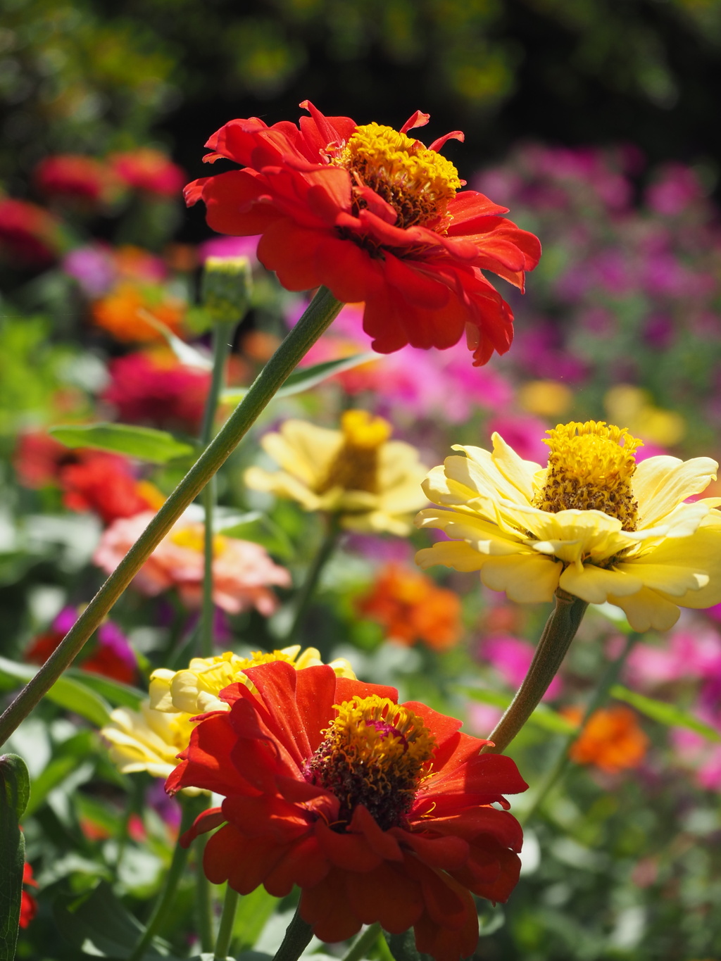 いろいろな色の花壇の花たち