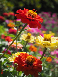 いろいろな色の花壇の花たち
