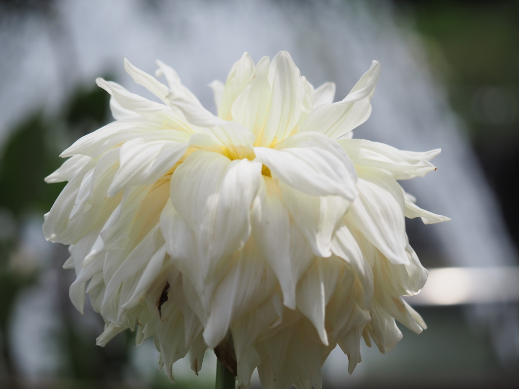 マルコムズホワイト