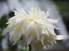 マルコムズホワイト