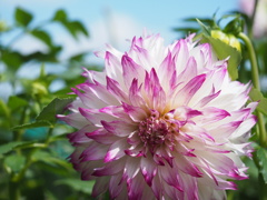 ウェディングマーチ