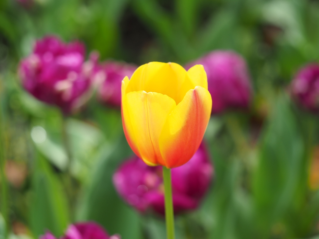 一つだけの色合い