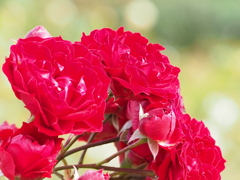 三つ子か四つ子か