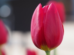 アイスチューリップ