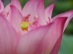 蓮の花