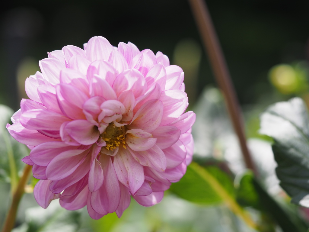 アメジストオープ