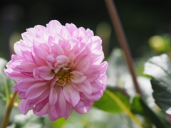 アメジストオープ