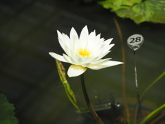 マリアンストロウジ