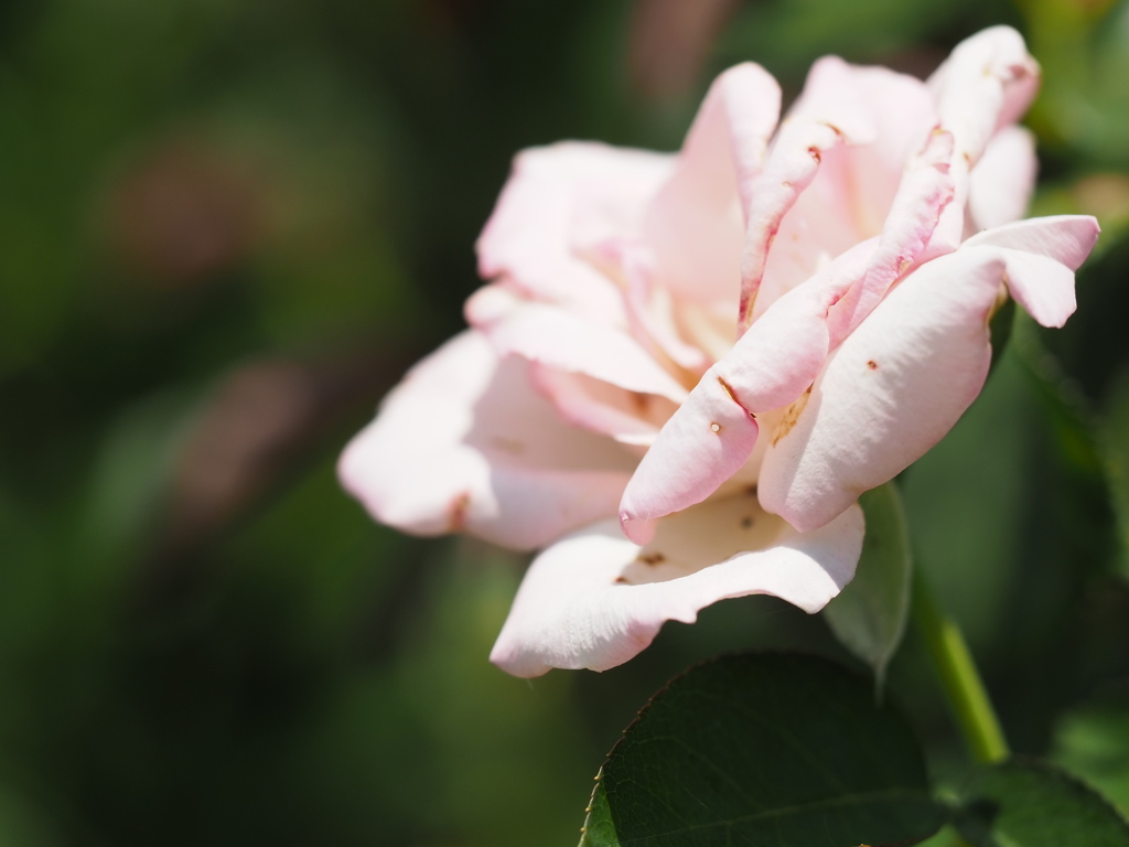 プリンセスドゥモナコ