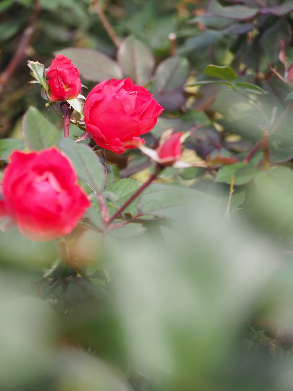 赤く花咲く
