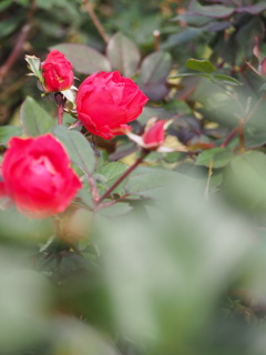 赤く花咲く