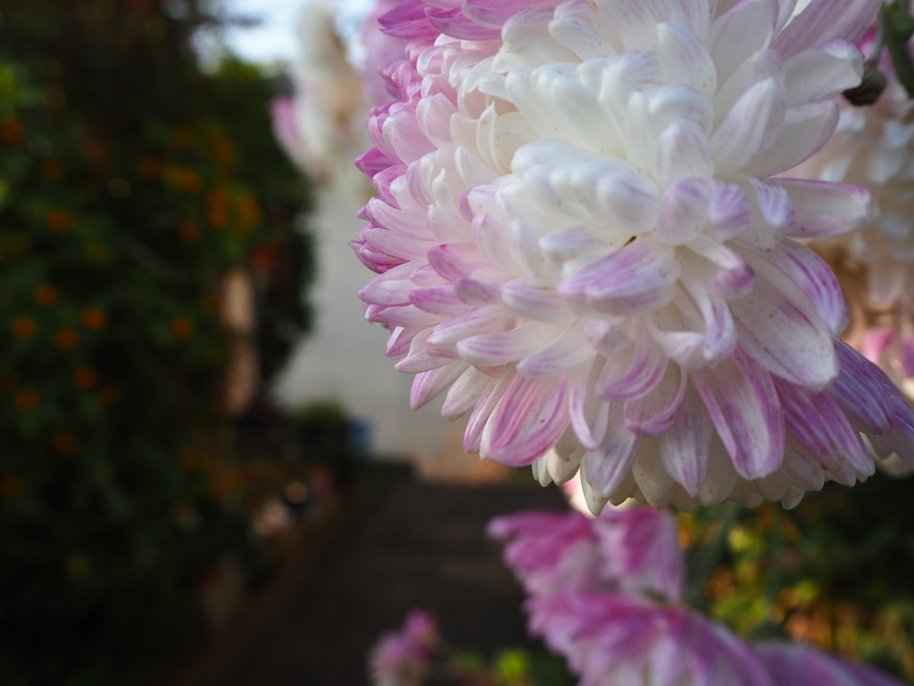 うっすらと、頬染めて