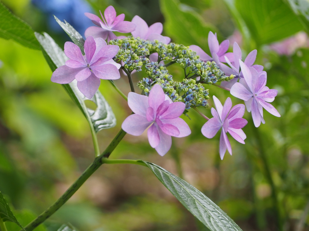 紫陽花