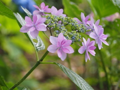 紫陽花