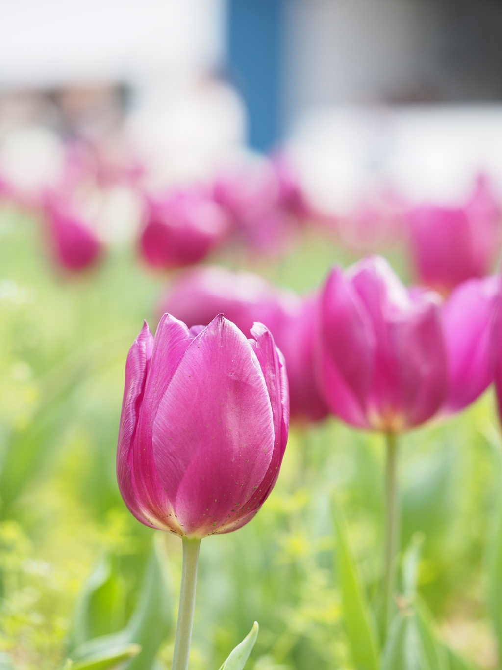 どこまでもつづく