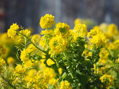 菜の花