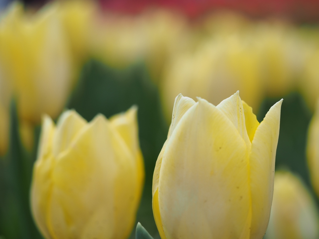 チューリップ園