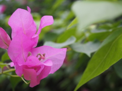 ブーゲンビリア