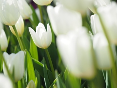 アイスチューリップ