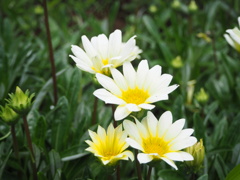 黄色が子供？どこでも子供が主役です