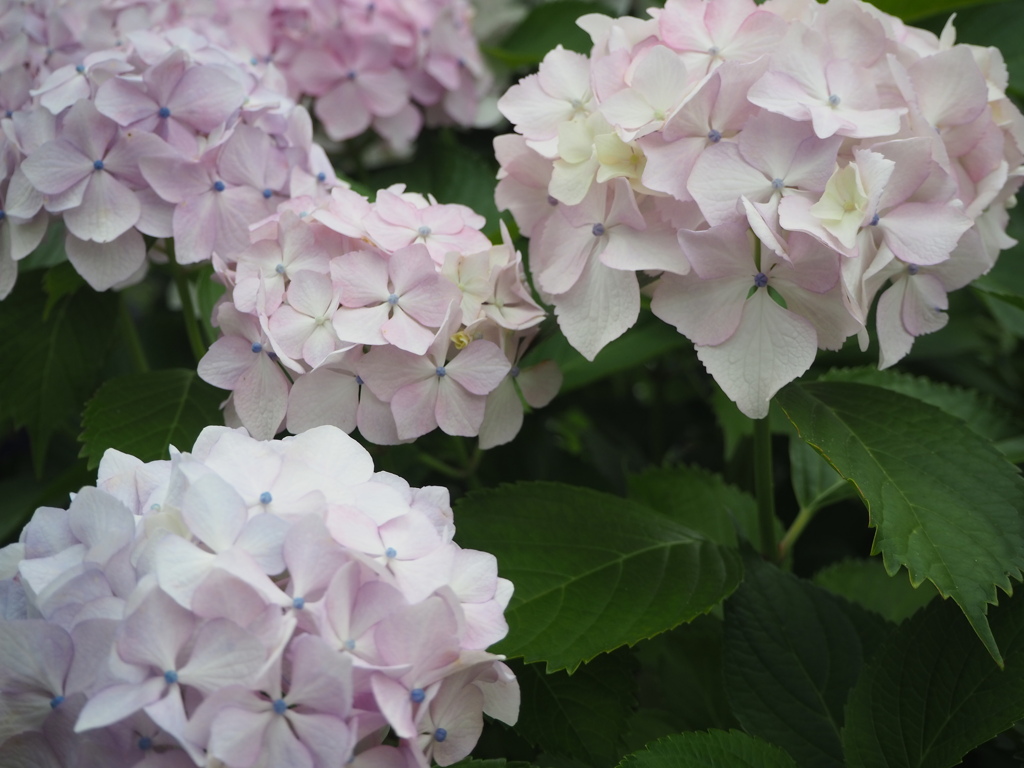 紫陽花の季節