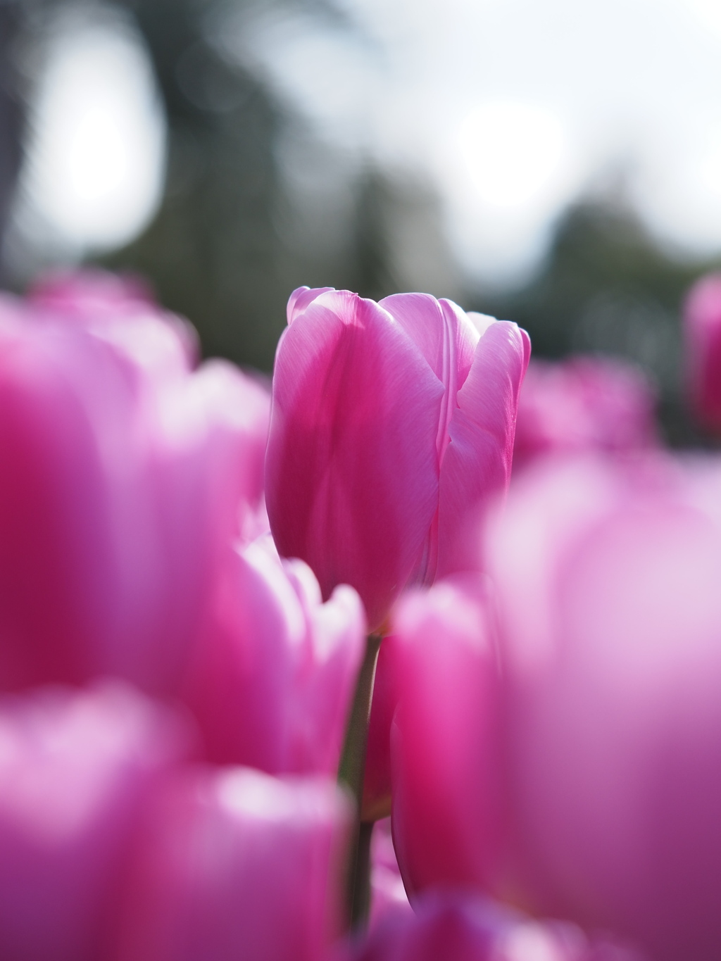 アイスチューリップ