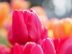 アイスチューリップ