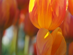 アイスチューリップ