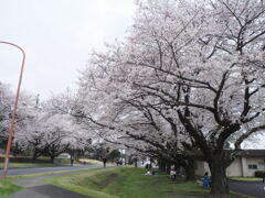 桜並木