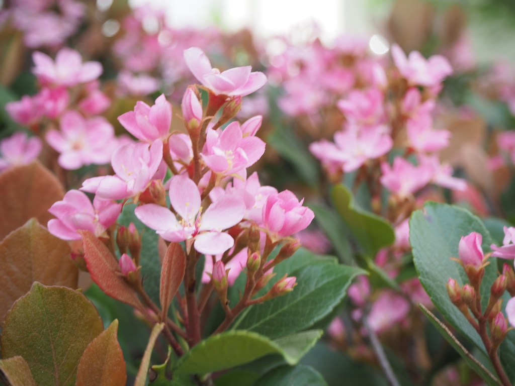 ピンクのじゅうたん