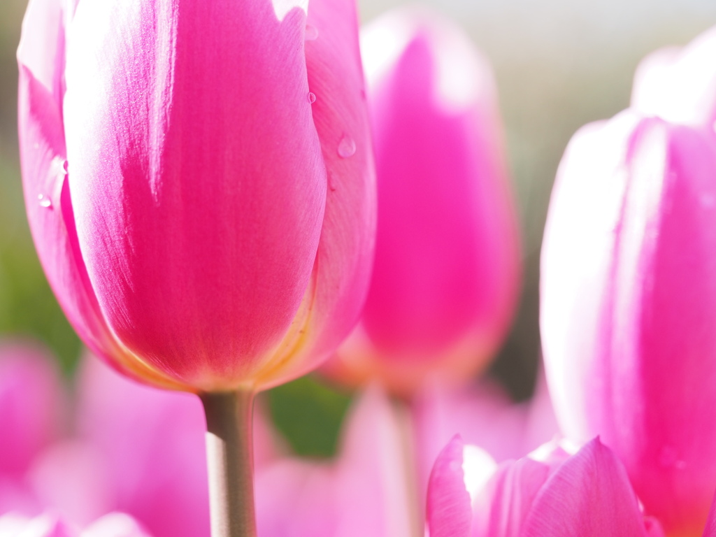 アイスチューリップ