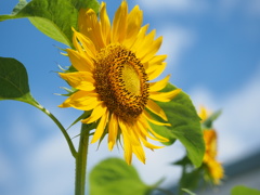 ひまわりと夏空