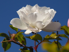 冬の空に白いバラ